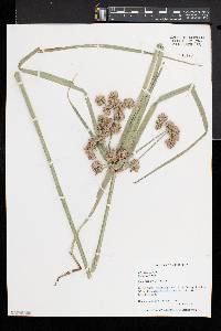 Cyperus virens image