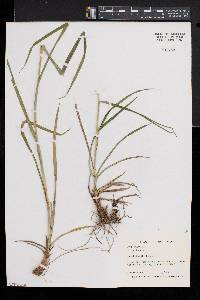 Scirpus hattorianus image