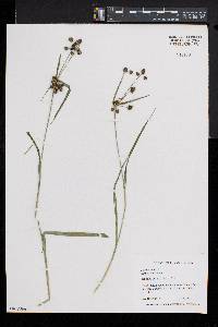 Scirpus hattorianus image