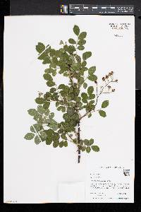 Rosa multiflora image