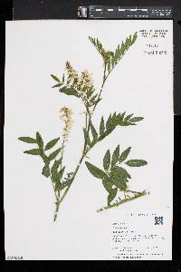 Galega officinalis image