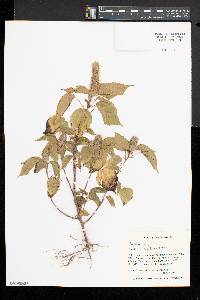 Acalypha ostryifolia image