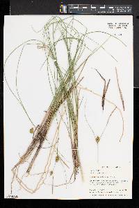 Carex oligosperma image