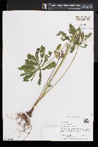 Lupinus polyphyllus image