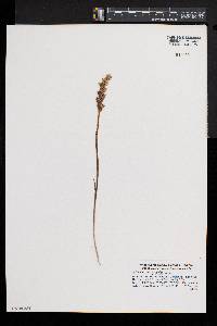 Spiranthes arcisepala image