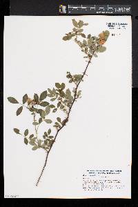 Rosa virginiana image