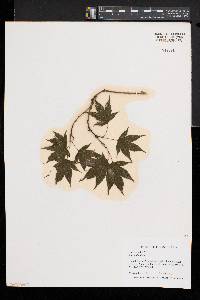 Acer palmatum image