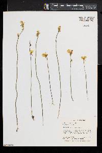 Utricularia cornuta image