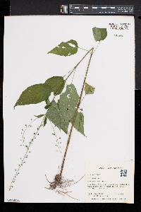 Circaea canadensis image