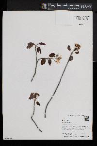 Amelanchier laevis image