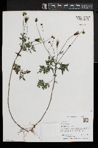 Bidens bipinnata image