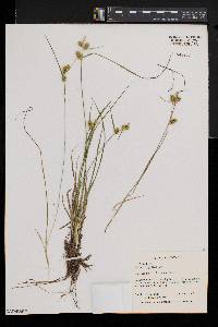 Carex cryptolepis image