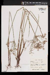 Cyperus haspan image