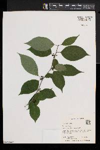 Ilex montana image