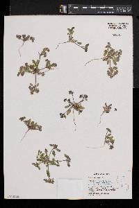 Phacelia monoensis image