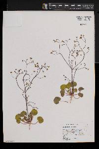 Eriogonum rubricaule image