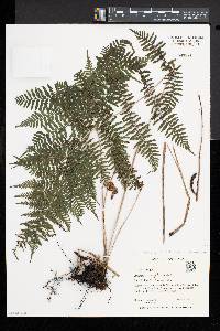 Athyrium filix-femina var. asplenioides image