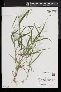 Panicum philadelphicum image
