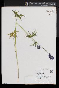 Aconitum delphiniifolium image