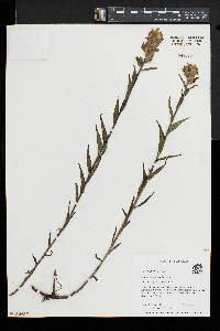 Castilleja unalaschcensis image