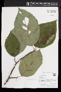 Magnolia acuminata image