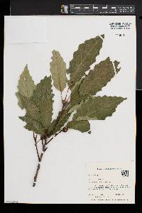 Quercus montana image