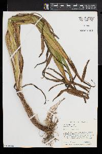 Stenanthium gramineum image