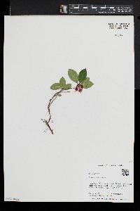 Gaultheria procumbens image