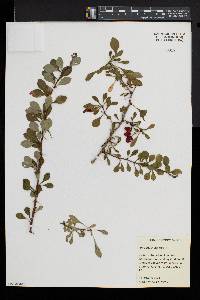 Berberis thunbergii image