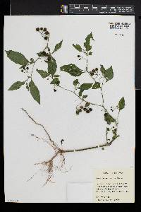 Solanum ptychanthum image