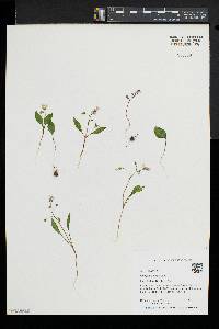 Claytonia caroliniana image