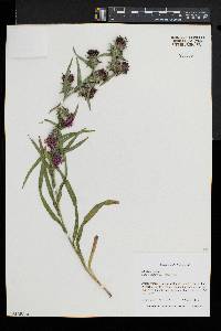 Liatris squarrosa image