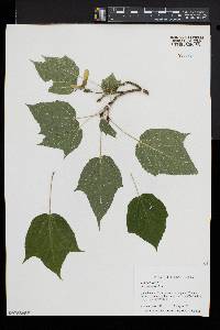 Acer pensylvanicum image