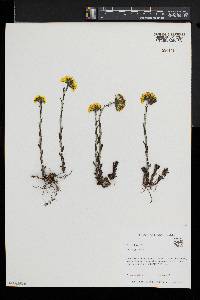 Tussilago farfara image