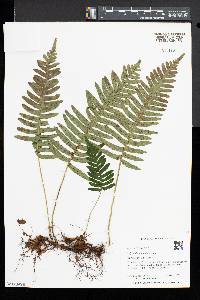 Polypodium appalachianum image