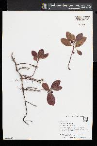 Gaultheria procumbens image