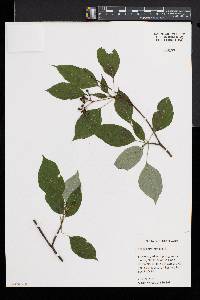 Cornus alternifolia image