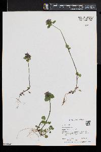 Lamium purpureum image