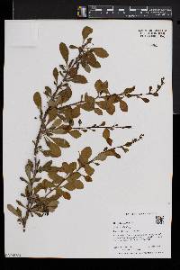 Berberis thunbergii image