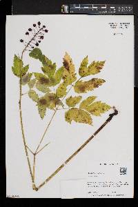 Actaea rubra image