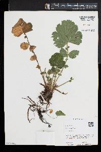 Geum macrophyllum image