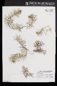 Myriophyllum farwellii image