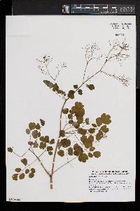 Thalictrum pubescens image