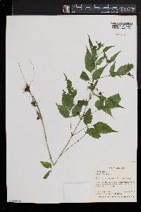 Bidens discoidea image