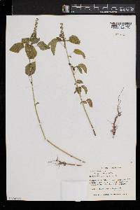 Acalypha ostryifolia image