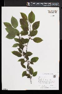 Ilex montana image