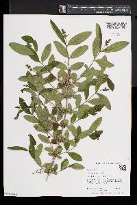 Ligustrum obtusifolium image