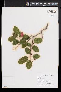 Amelanchier laevis image