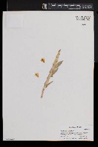 Dendrobium anceps image