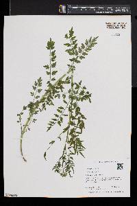 Cardamine impatiens image